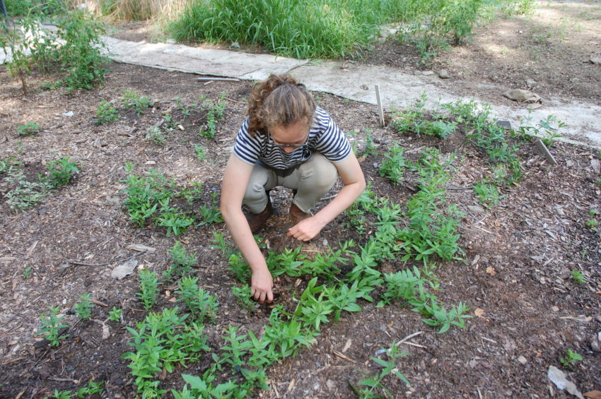 From Plant to Page: ArtFarm & Homegrown Papermaking - Women's